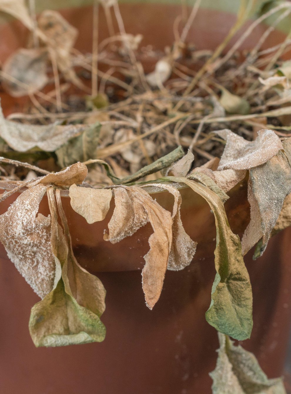 A withered pot plant from lack of water (Alamy/PA)