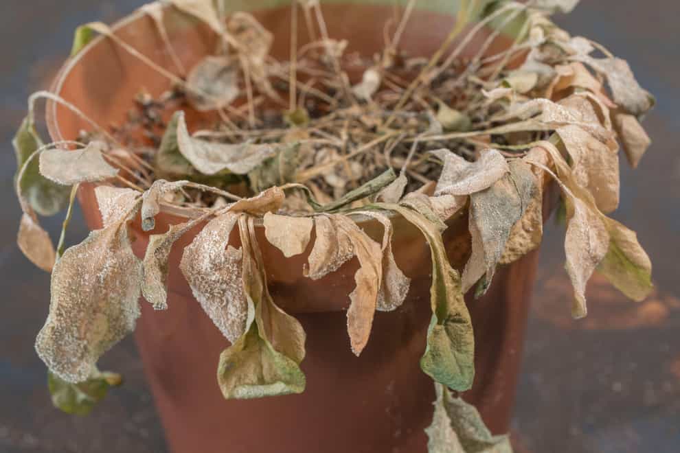 A withered pot plant from lack of water (Alamy/PA)
