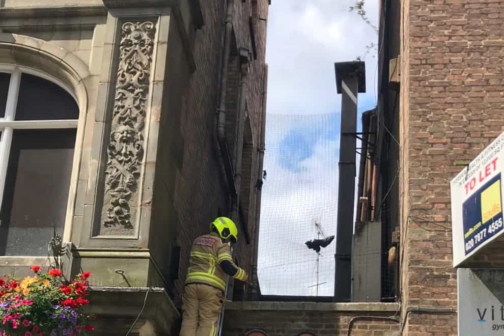 Firefighters rescued the trapped gull from Cardiff city centre where it was stuck between a Greggs, a bar and a gym (RSPCA/PA).