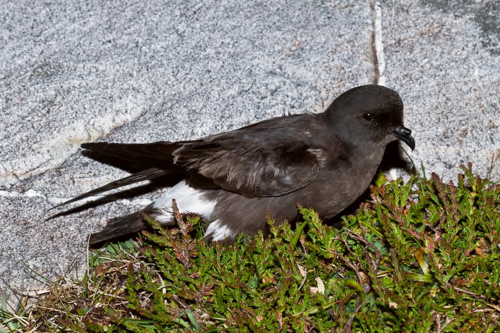 A storm petrel nesting site has been found on the Isle of May (Ian Fisher/PA)