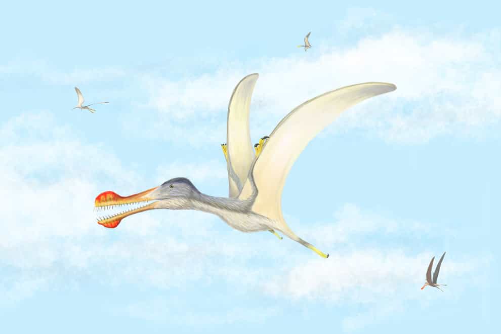 Newly-hatched pterosaurs may have been able to fly, according to scientists (University of Portsmouth/PA)