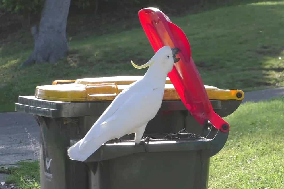 A sulphur-crested cockatoo opens the lid of a bin in Sydney, Australia (Barbara Klump/Max Planck Institute/AP)