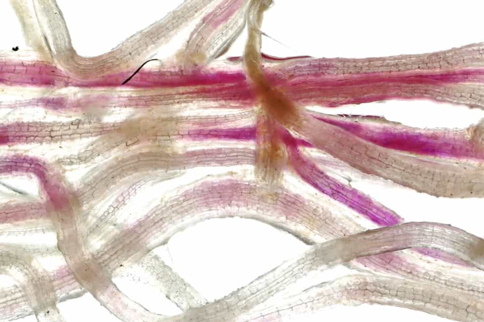 Blushing plants reveal when fungi are growing in their roots – study (University of Cambridge/PA)