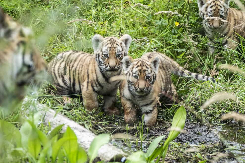 Three Amur tiger cubs explore their outside enclosure for the first time (Jane Barlow/PA)