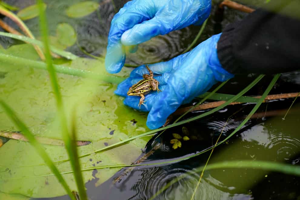 A northern pool frog is released into ancient pingos (Jacob King/ PA)