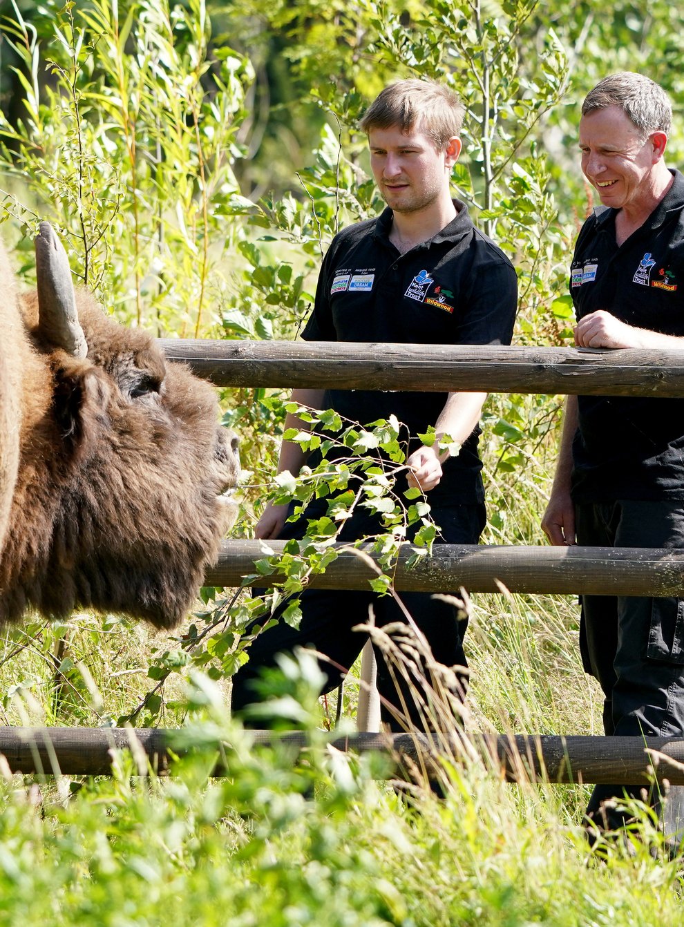 Tom Gibbs (left) and Donovan Wright, the UK’s first-ever bison rangers, get to know a bison (Gareth Fuller/PA)