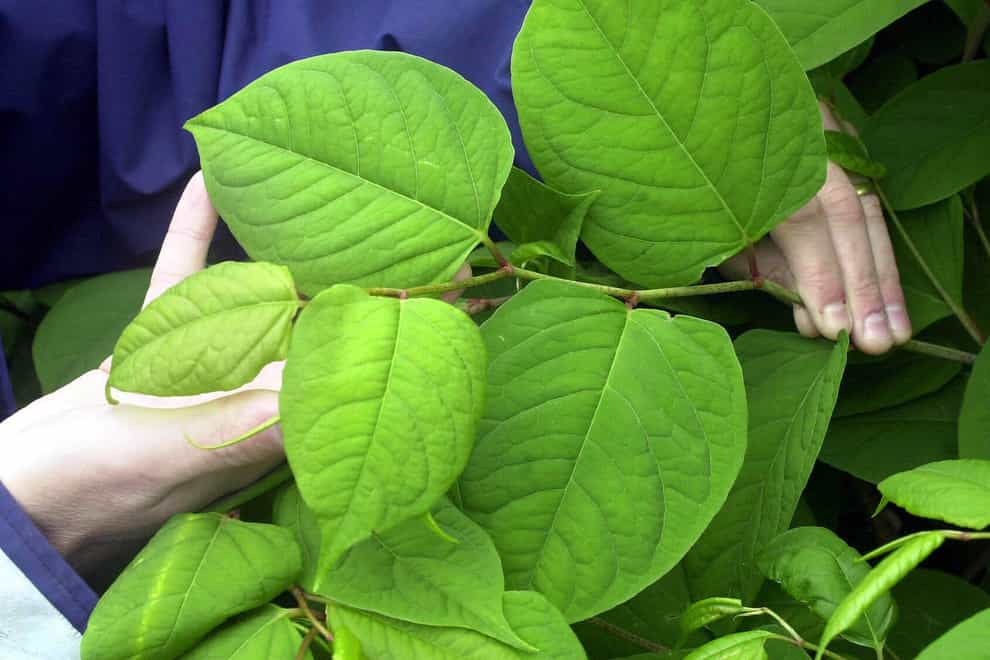 Japanese knotweed can cause structural damage to property that is expensive to rectify (Barry Batchelor/PA)