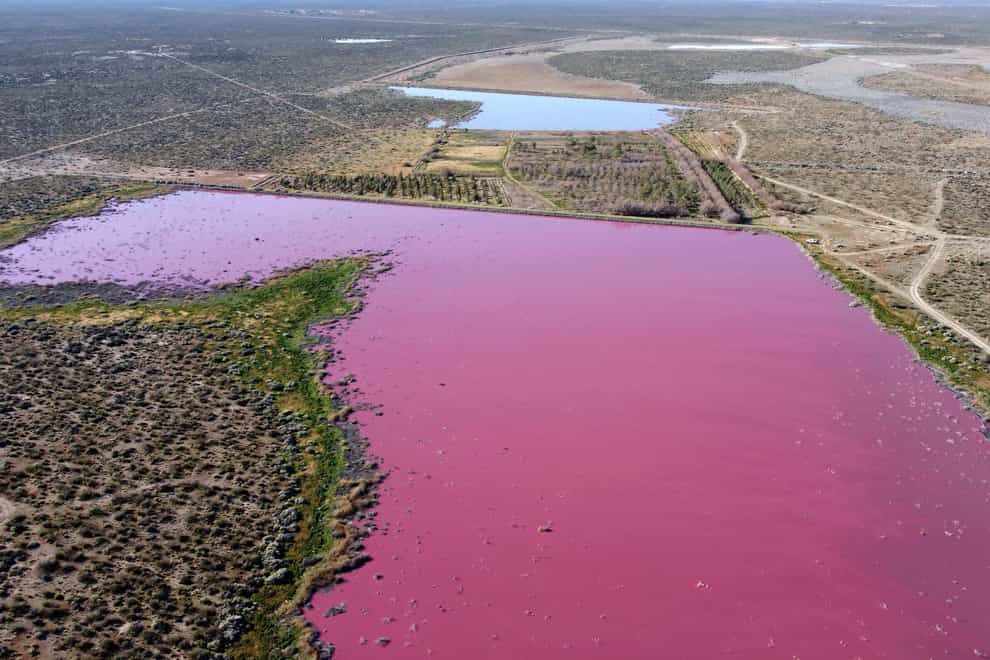 The waters of the Corfo lagoon are pink in Trelew, Chubut province, Argentina (Daniel Feldman/AP)