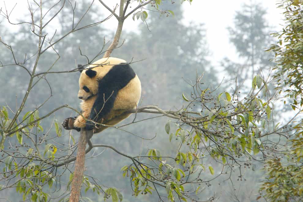 A male giant panda sleeps high in a tree in his enclosure at the Bifengxia Panda Centre near the city of Ya’an in Sichuan Province, China (Chris Ison/PA)