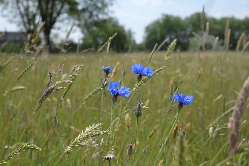 A wildflower meadow was sown on the site late last summer (City of London Corporation/PA)