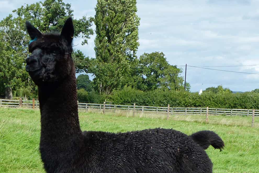 Support is building to save Geronimo the alpaca, who has been condemned to death by Defra (Helen Macdonald/PA)
