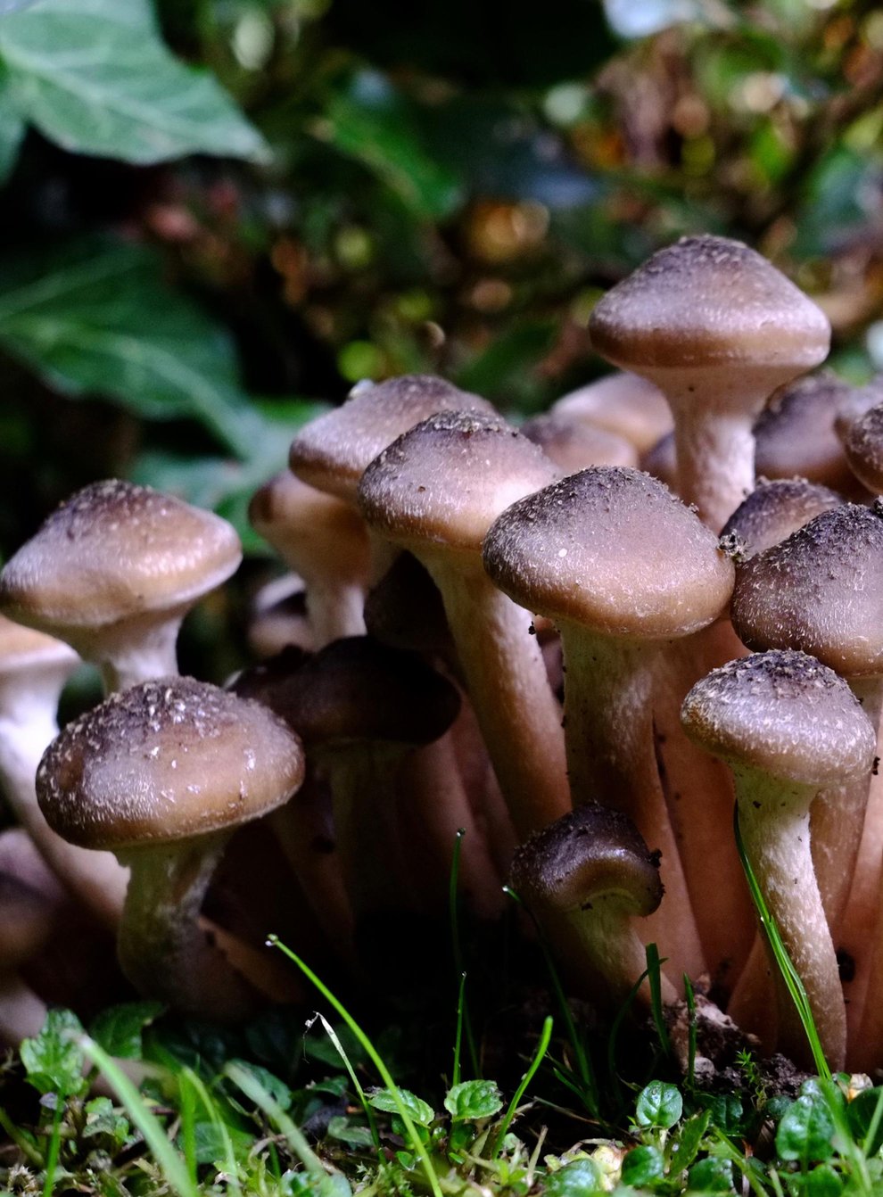 Garden mushrooms (Alamy/PA)