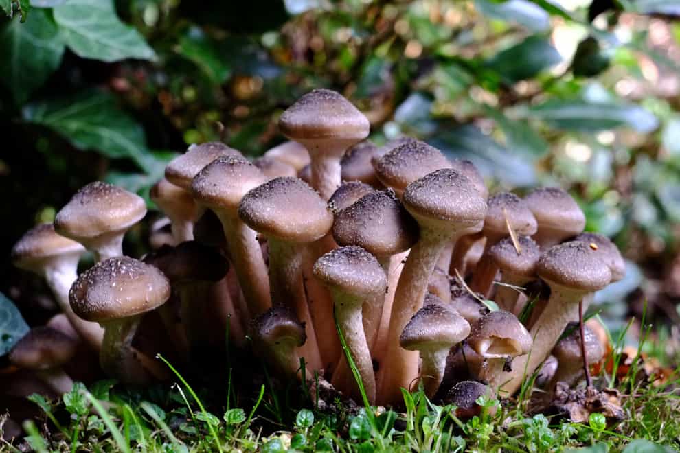 Garden mushrooms (Alamy/PA)