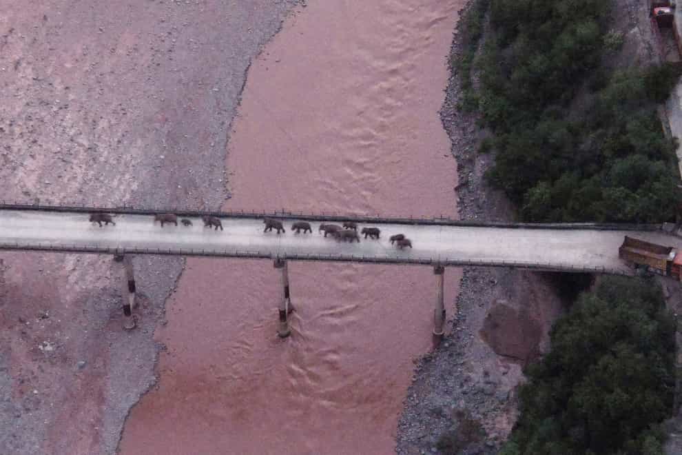 A herd of wandering elephants cross a river using a highway near Yuxi city, Yuanjiang county in southwestern China’s Yunnan Province (Yunnan Provincial Command Center for the Safety and Monitoring of North Migrating Asian Elephants/AP)