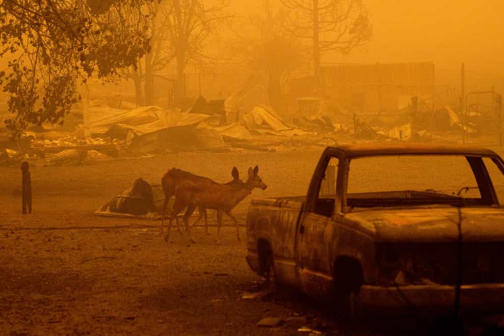 Deer wander among homes and vehicles destroyed by the Dixie Fire in the Greenville community of Plumas County (AP)