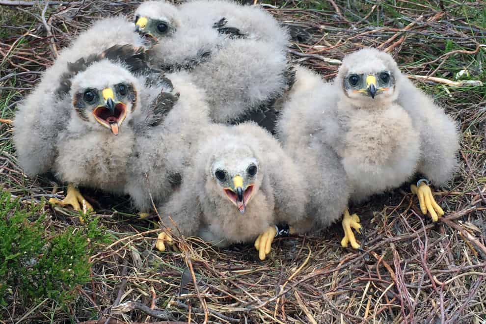 2021 has been a good year for rare Hen Harrier chicks in Northumberland (Handout/PA)