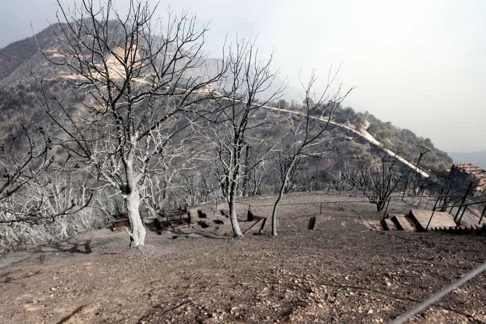 Burned trees are pictured near Tizi Ouzou (Fateh Guidoum/AP)