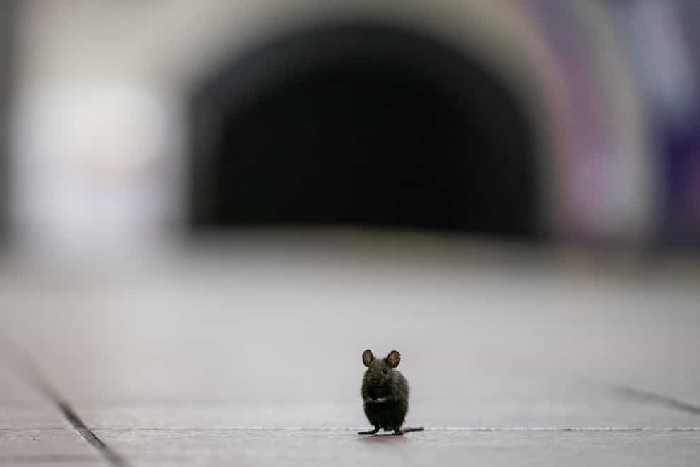 A mouse (Aaron Chown/PA)