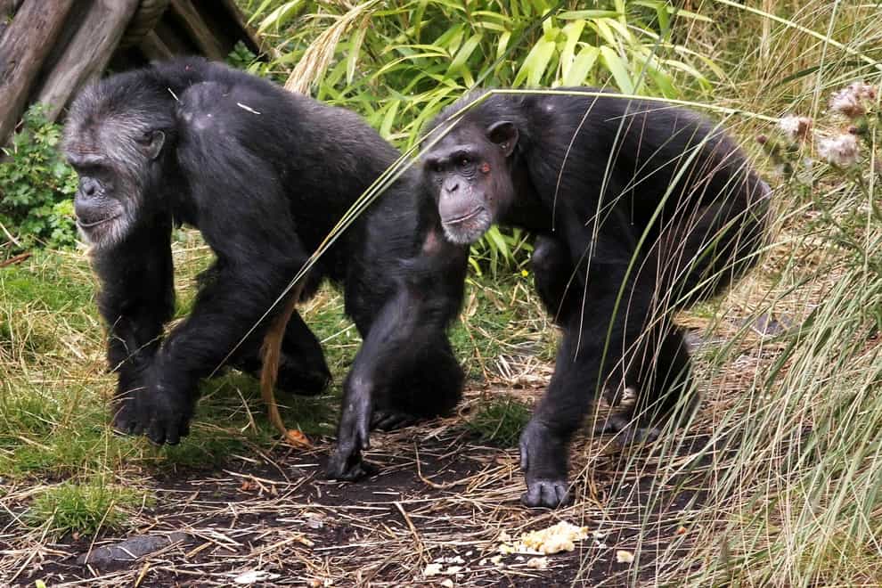Apes communicate to start and end social interactions, study suggests (Danny Lawson/PA)