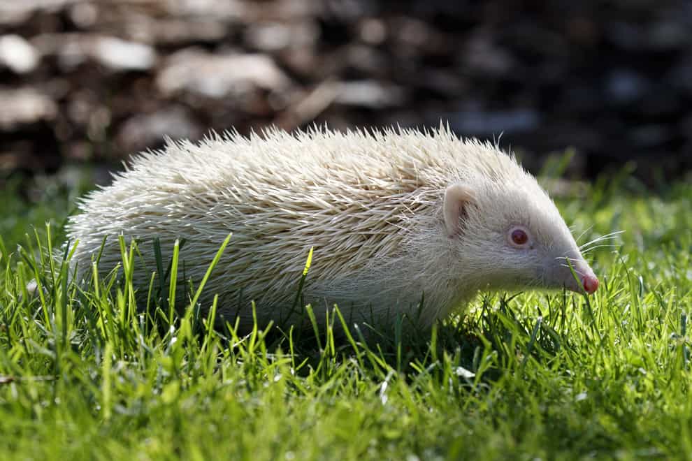 Jack Frost, an ultra rare albino Hedgehog, rescued by Prickly Pigs Hedgehog Rescue in Otley, West Yorkshire (PA)