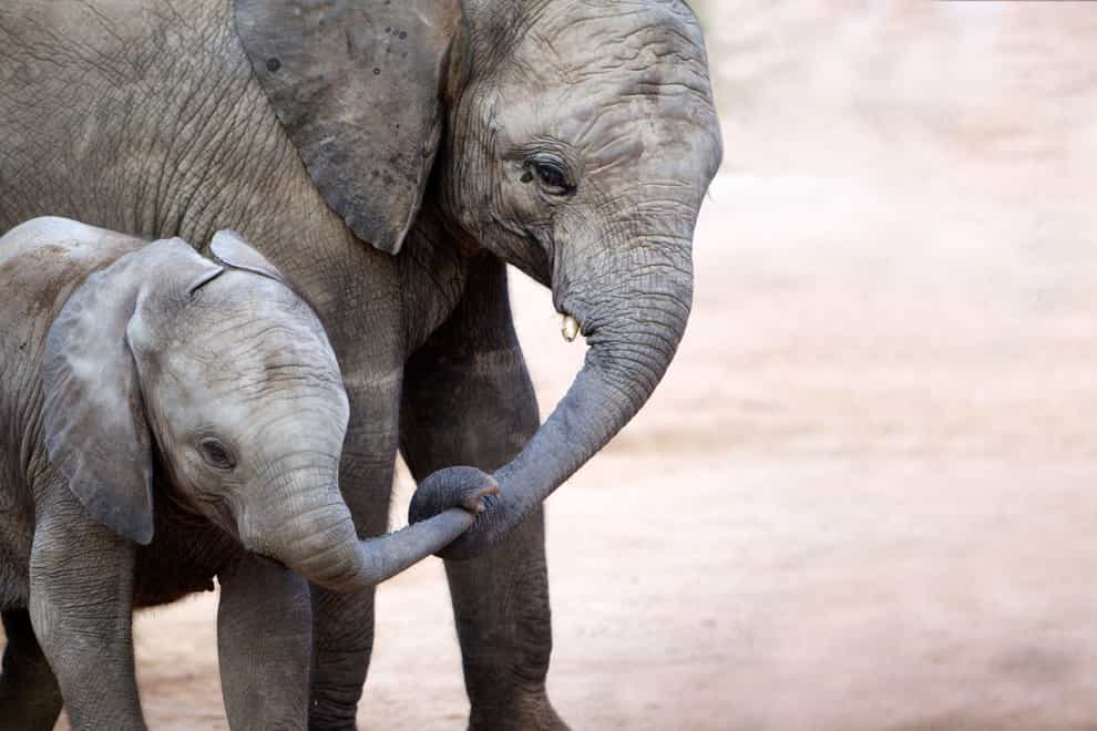 Mother with baby elephant in Kruger National Park, South Africa (Alamy/PA)