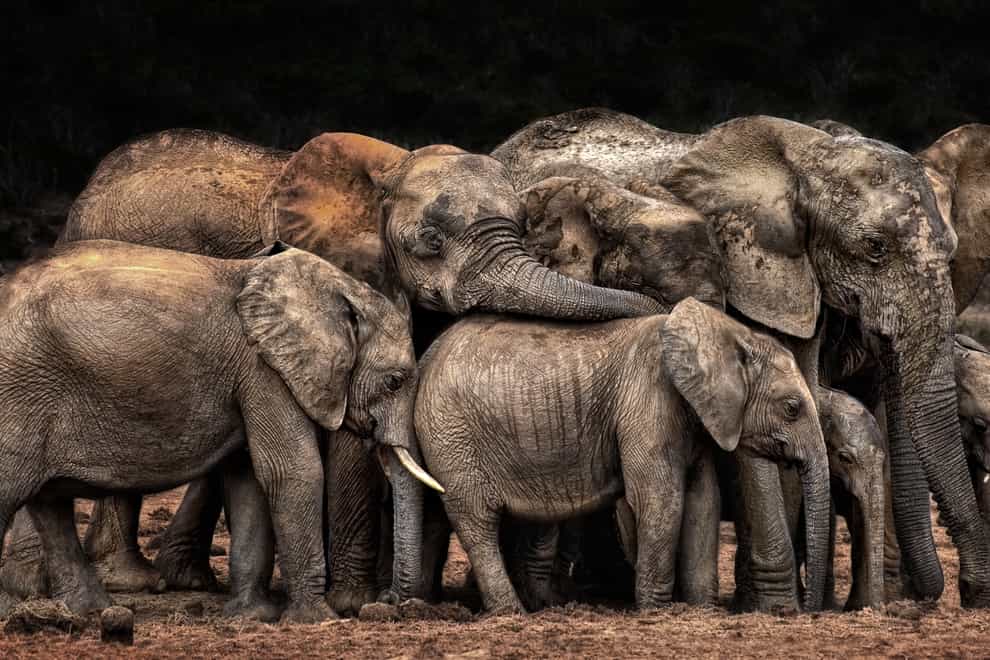 <p> <strong>Animals, Josef Schwarz</strong>: A family of elephants huddles together for safety in South Africa, forming a huge mass with the tiniest ones tucked away  </p>