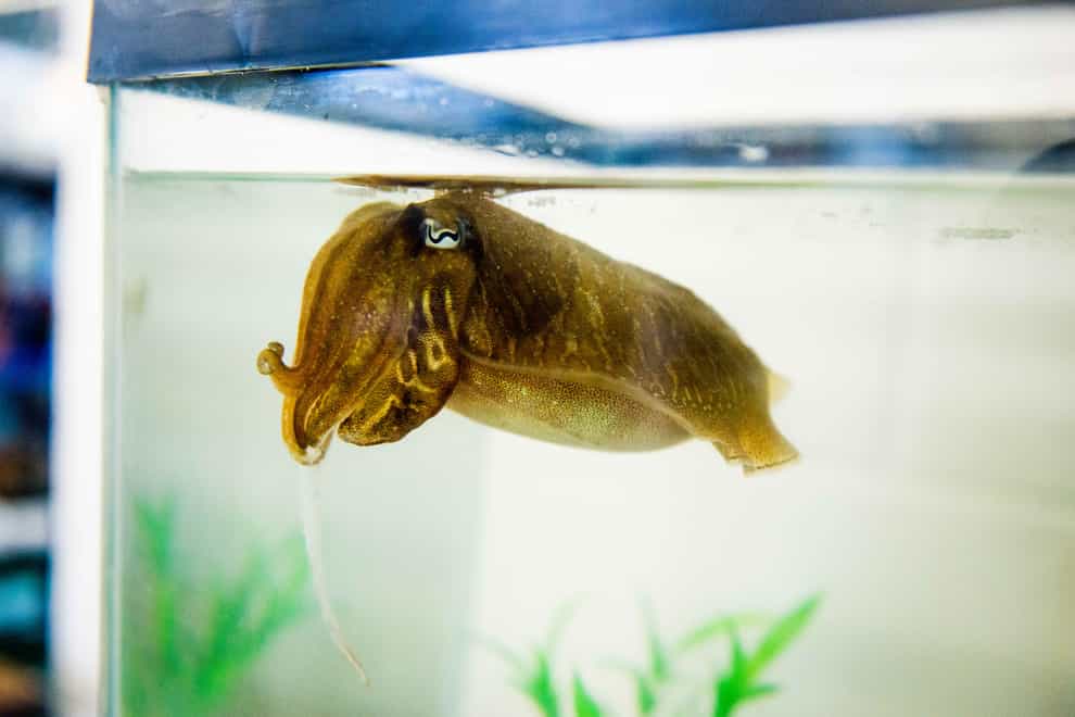 Ageing cuttlefish can remember the details of last week’s dinner, a study found (Alex Schnell/University of Cambridge/PA)