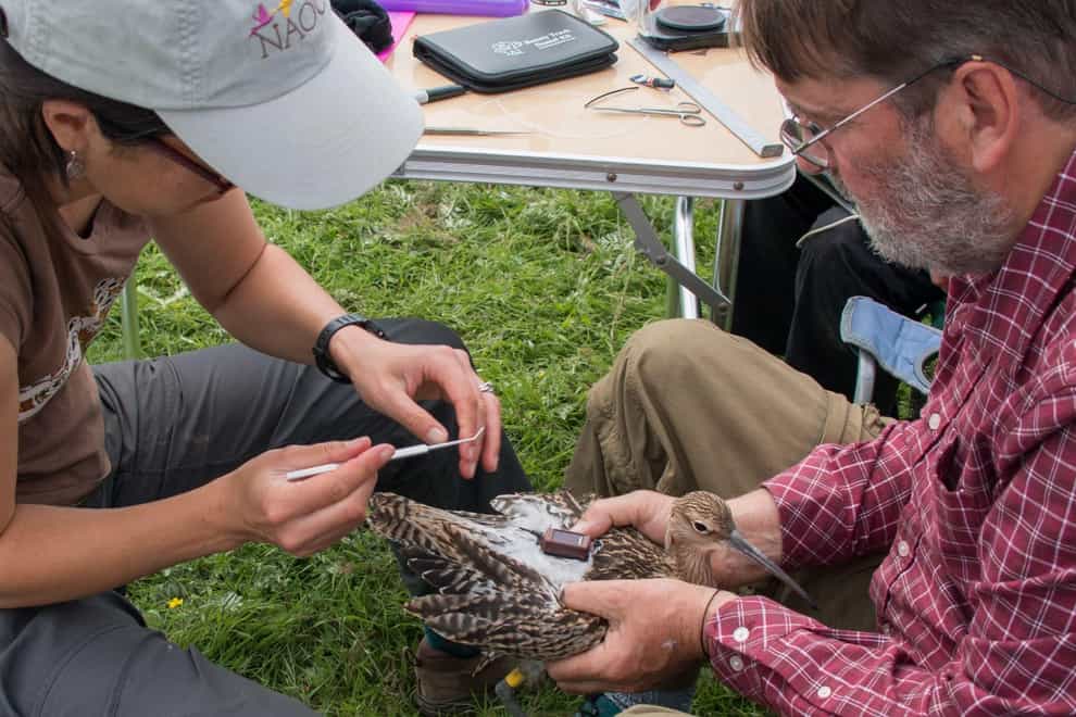 Curlew being fitted with a GPS tag (BTO/PA)