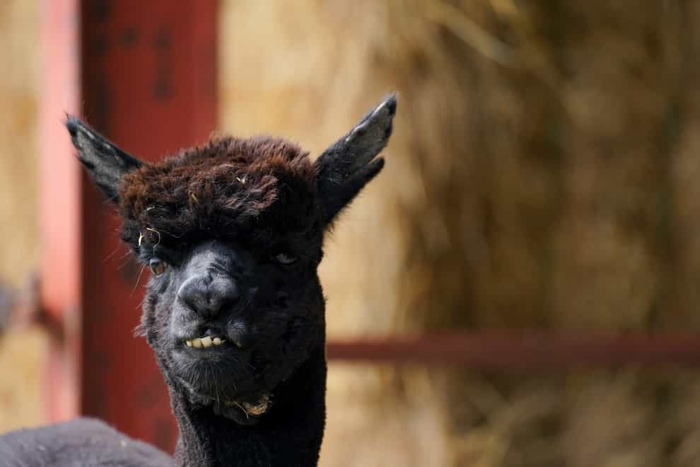 Geronimo the alpaca is to be culled after his owner lost her legal battle (Jacob King/PA)