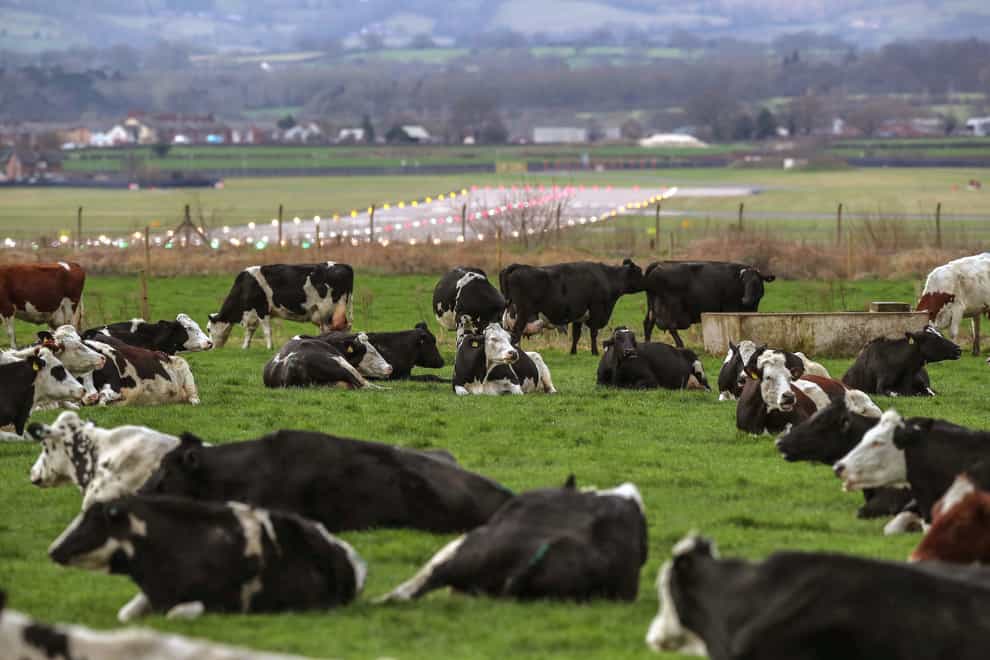 Research has shown healthy, contented cows make milk production more efficient (Peter Byrne/PA)
