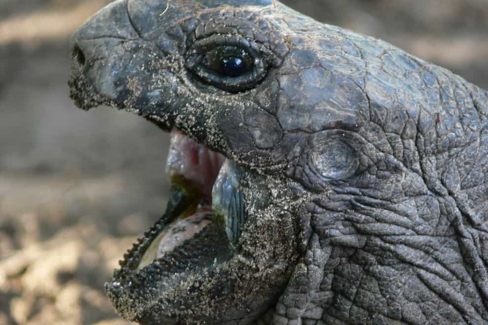 Giant tortoise (Justin Gerlach/University of Cambridge)