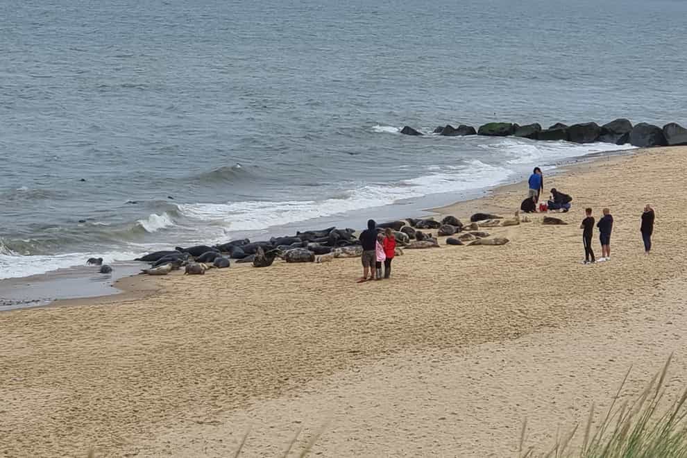 People close to seals at Horsey beach in Norfolk (Friends of Horsey Seals/PA)