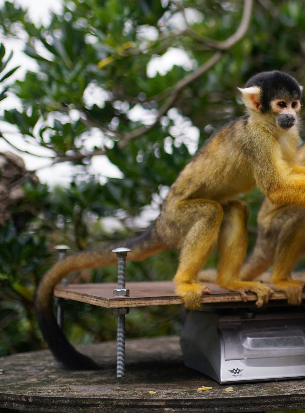 Squirrel monkeys during the annual weigh-in at ZSL London Zoo (Yui Mok/PA)