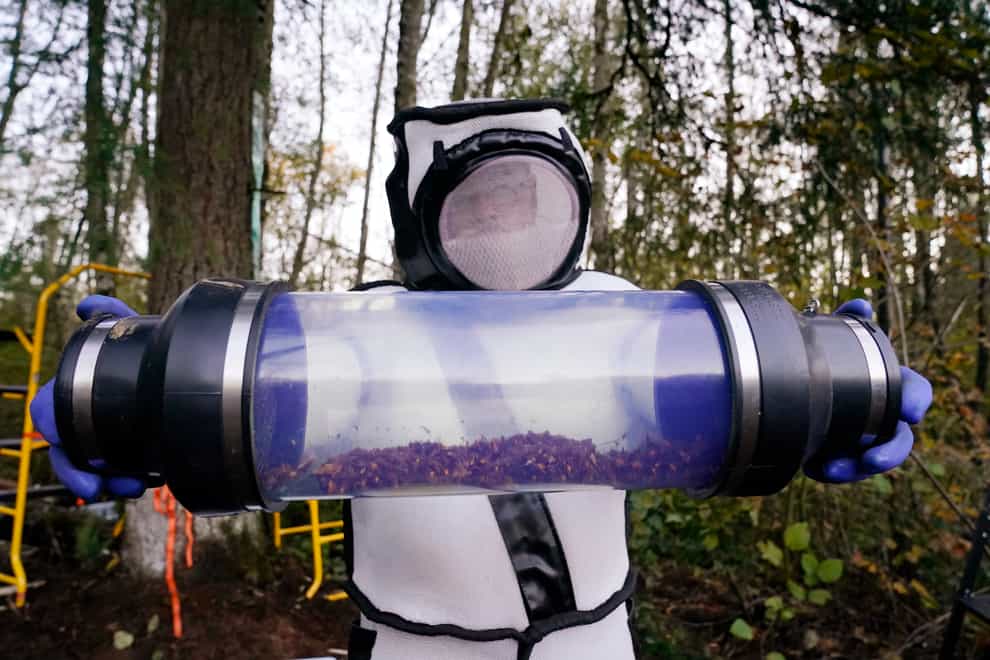 A canister of Asian giant hornets (Elaine Thompson/AP)