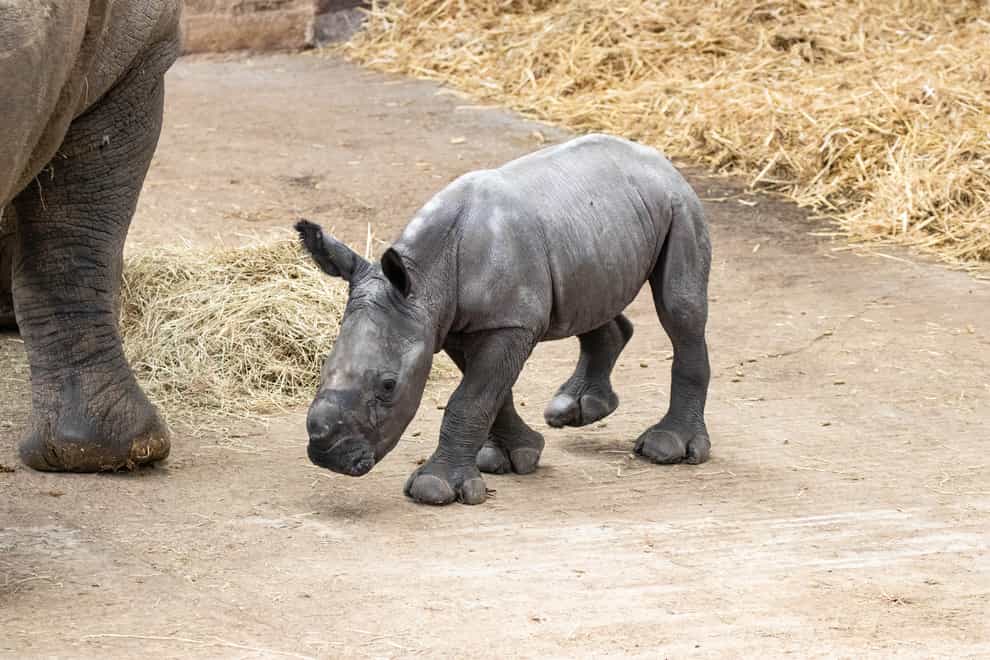 Nandi the baby rhino (ZSL)