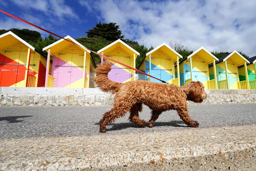 Willow the dog walks past the newly refurbished beach huts during the fine weather in Folkestone, Kent, which are included in the Folkestone Triennial arts festival (Gareth Fuller/PA)
