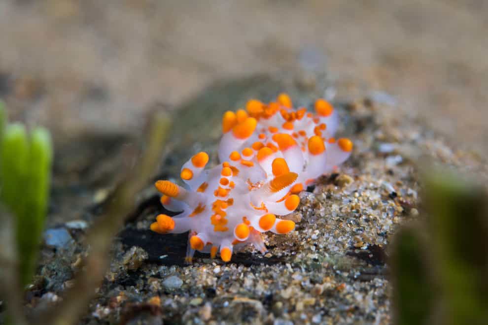 Orange-clubbed sea slugs can be found in UK waters (Alamy/PA)