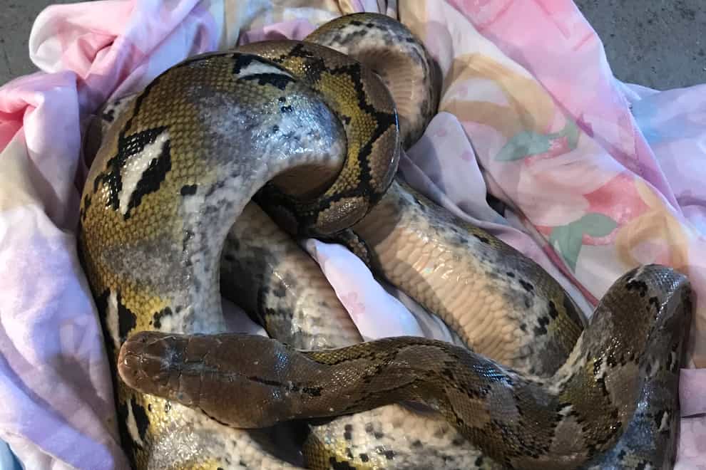 The RSPCA rescued a second 10ft python from a country lane in Conington, Cambridgeshire (RSPCA/PA)