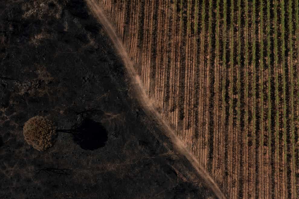 Vineyards charred by a wildfire are pictured at the Chateau des Bertrands vineyard in Cannet-des-Maures, southern France (Daniel Cole/AP)
