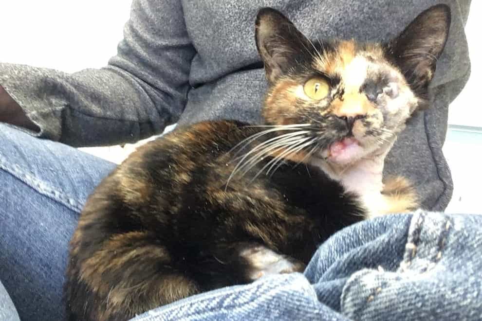 Trudie the ‘miracle cat’ survived a bus crash and is now seeking a new home (RSPCA)