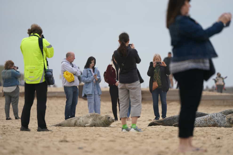 People taking photographs of seals on the beach at Horsey beach in Norfolk (Joe Giddens/ PA)