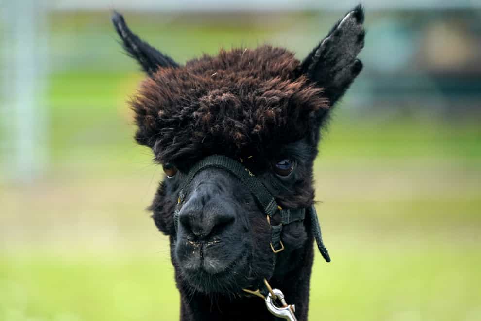 Geronimo the alpaca was euthanised by staff from the Animal and Plant Health Agency on August 31 (Andrew Matthews/PA)