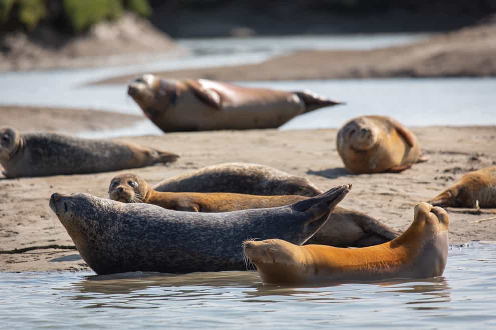 Seals in the Thames estuary close to Ramsgate (ZSL/PA)