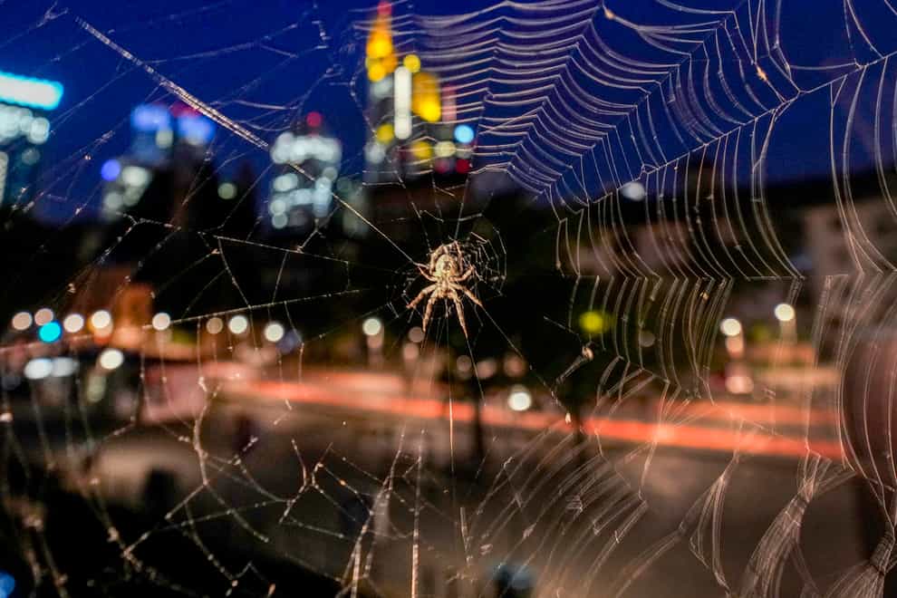 A spider hangs in its web with the buildings of the banking district in the background in Frankfurt, Germany (Michael Probst/AP)