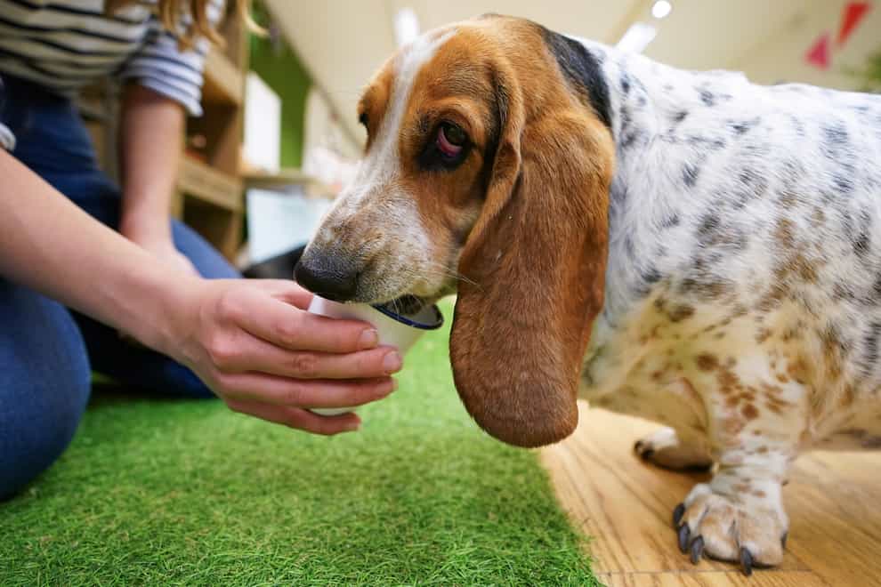 Basset Hound pudding is given a ‘Pupper-cino’ inside Drool, the world’s first foodhall just for dogs, which has opened in the former Debenhams department store building in Bournemouth, Dorset.