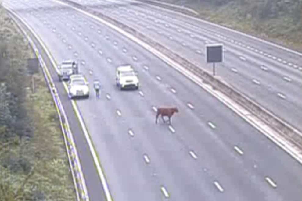 A cow holds up traffic on the M25 (Highways England/PA)