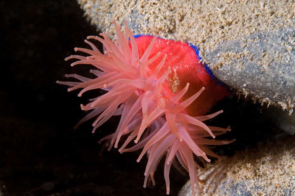 The divers captured an image of a beadlet anemone (Graham Saunders/PA)