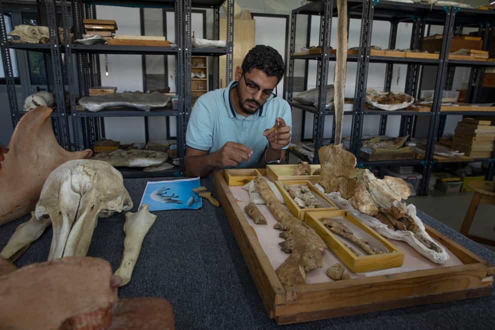 A researcher shows the fossil of a 43 million-year-old four-legged prehistoric whale known as Phiomicetus Anubis (AP)