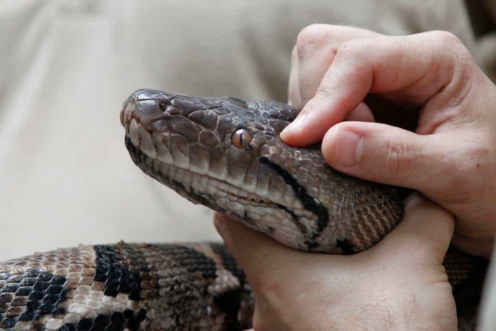 Modern snakes evolved from a few survivors of dinosaur-killing asteroid – study. (Peter Byrne/PA)