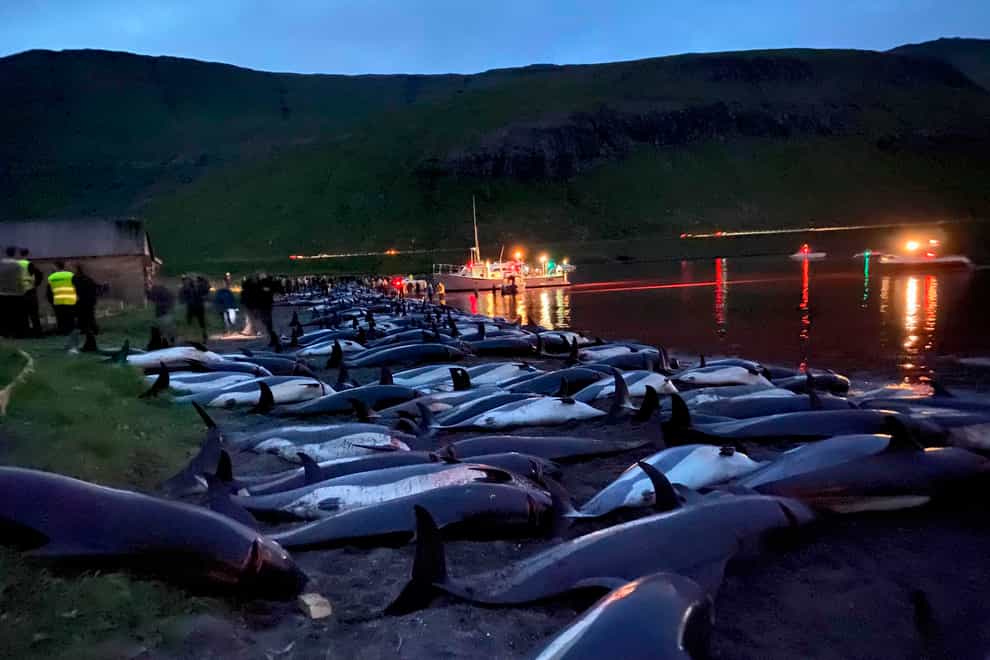 Dead white-sided dolphins lay on a beach (Sea Shepherd via AP)